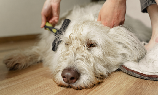 dog being groomed
