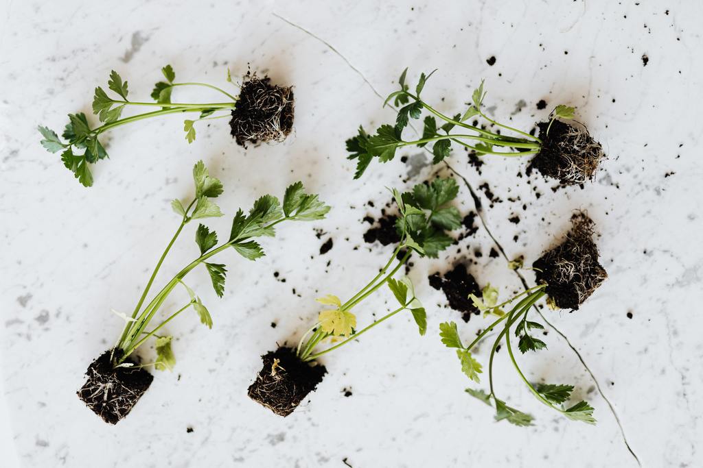 Soil Association Certification Journey