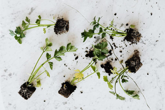 Soil Association Certification Journey