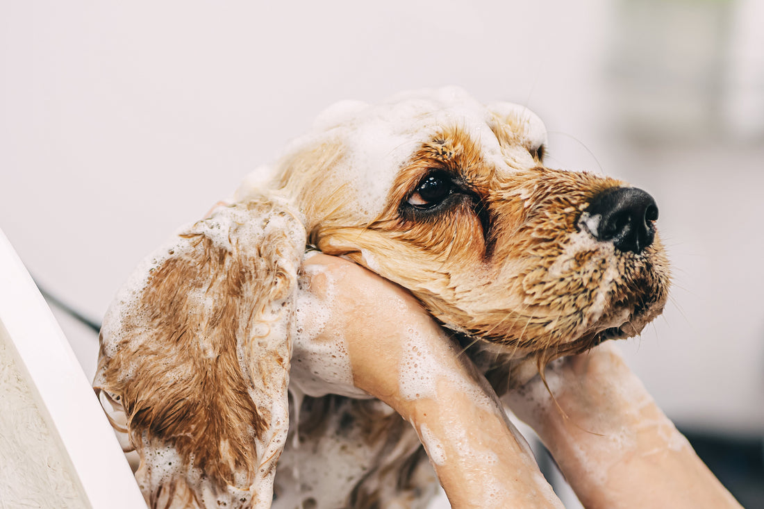 The Power of Grooming